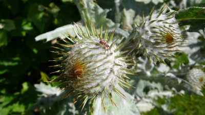 Stranddistel