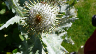 Stranddistel