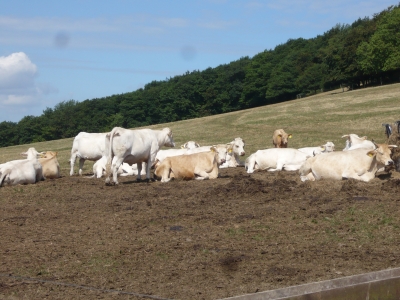 Rinder im Sauerland