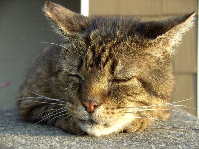 Katze döst in der Sonne und träumt