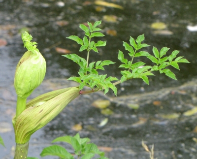 leuchtendes Grün !