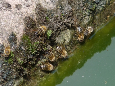 Bienen an der Wasserstelle