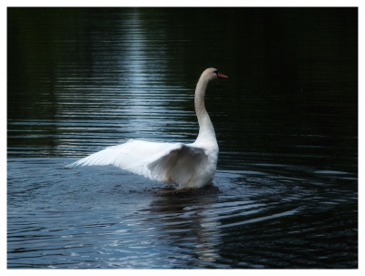 Schwan im See