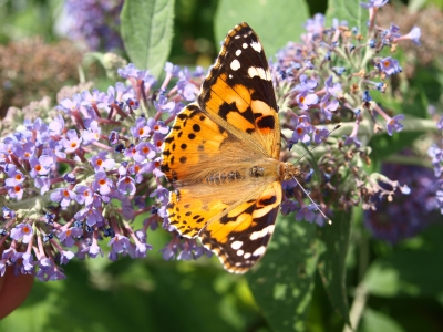 schmetterling1