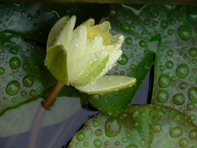 Seerose mit Regentropfen