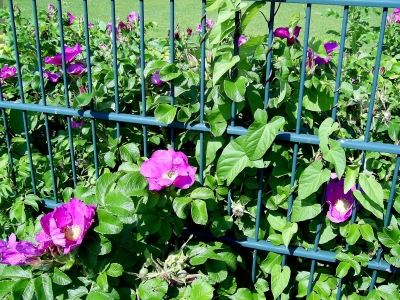 Rosa Blüten am Zaun 2