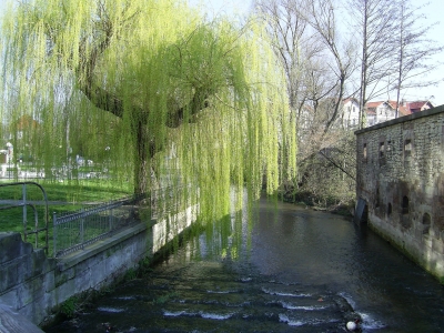 Trauerweide am Leinekanal in Göttingen