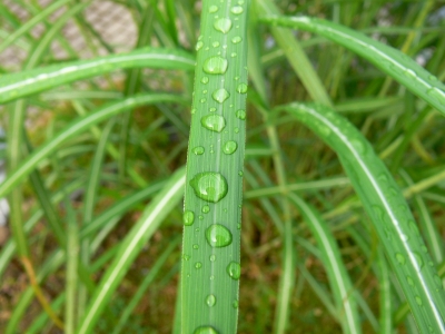 Blätter mit Regen