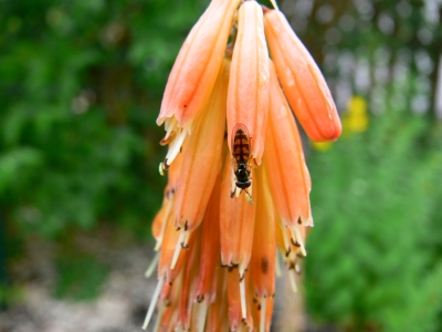 Blüte mit Insekt Bild5