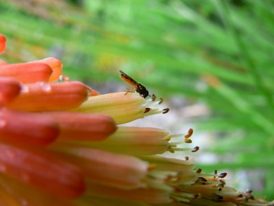 Blüte mit Insekt Bild 5