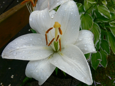 Blüte Bild 4