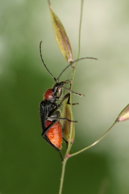 Bockkäfer