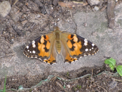 Schmetterling - Distelfalter