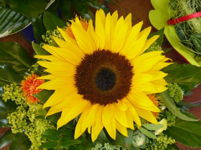 Sonnenblume