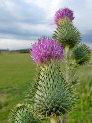 Distel