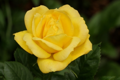 Rose II