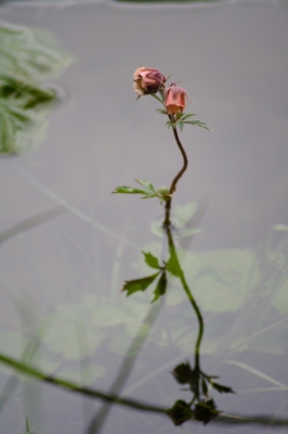 Aus dem Wasser.....