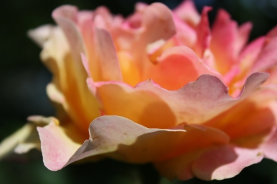Rose hellrosa
