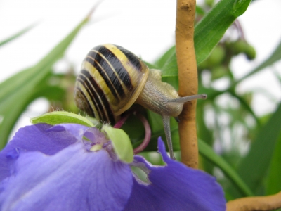 Schnecke