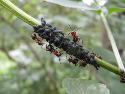 Ameisen beim Melken der Blattläüse
