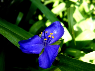 stahlblaue Blüte
