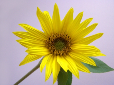 Kleine Sonnenblume 3