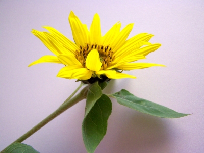Kleine Sonnenblume 4