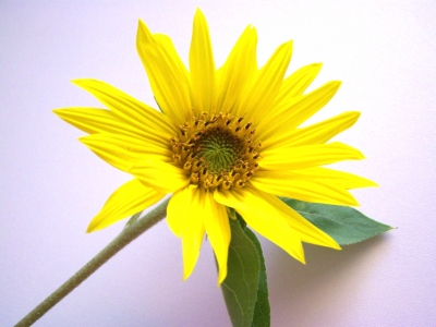 Kleine Sonnenblume 5