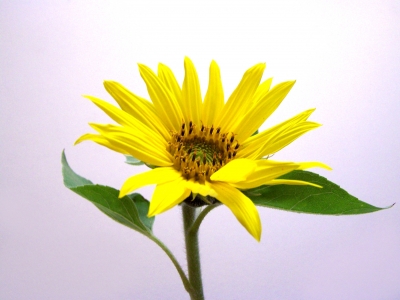 Kleine Sonnenblume 6