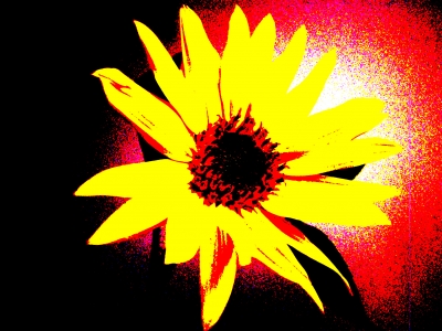 Sonnenblume 3
