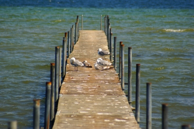 Möwen auf Steg