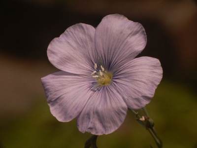 Blüte im Abendlicht