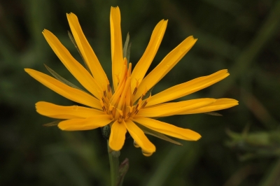 Wiesenbocksbart