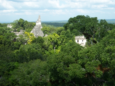 Mayapyramiden in Tikal im Wald