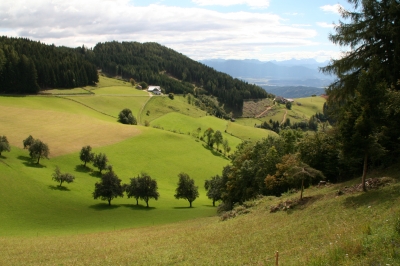 Bergwiesen in Kärnten 1