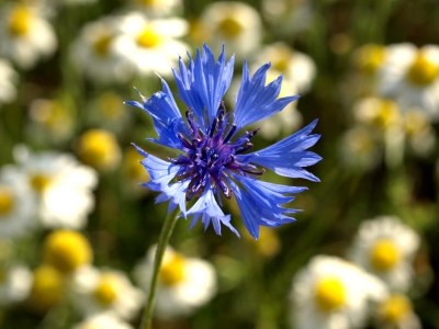 Kornblume und Kamille