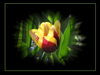 Tulpe