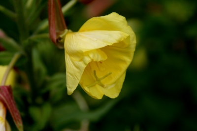 Gelbe Blüten 1
