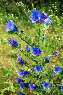 Blaue Wiesenschönheit