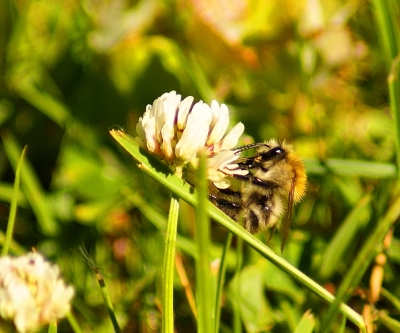 kleine Hummel auf Klee