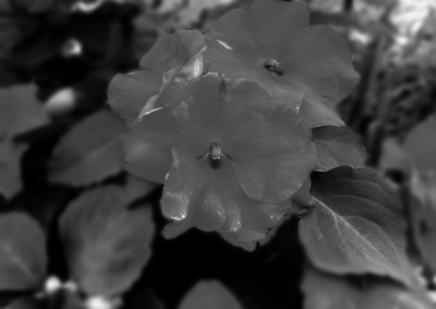 Blume Schwarz Weiß