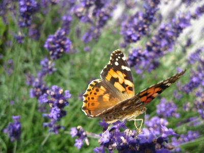 Schmetterling auf Lavender