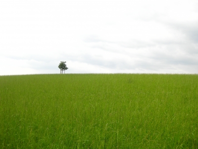 der einsame Baum