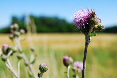 Distel am Wegesrand