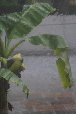 Banane im Regen...