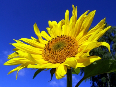 Sonnenblume 8
