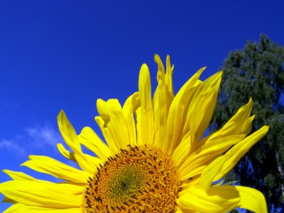Sonnenblume - angeschnitten