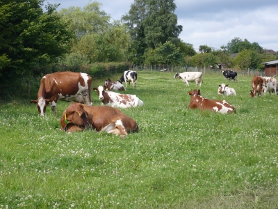 Rinder im Sauerland