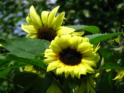 Sonnenblumen