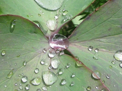 Wassertropfen auf Akeleiblatt